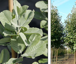                         Sorbus aria   Magnifica 